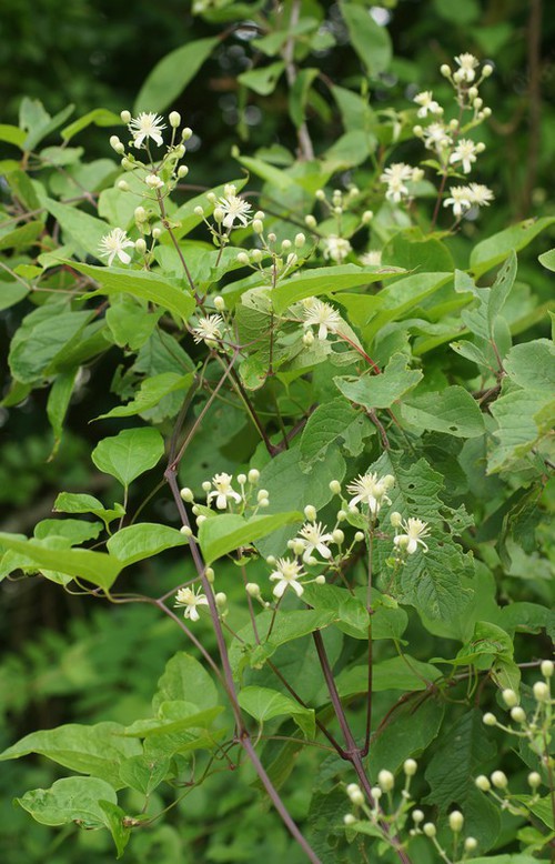Clematis vitalba
