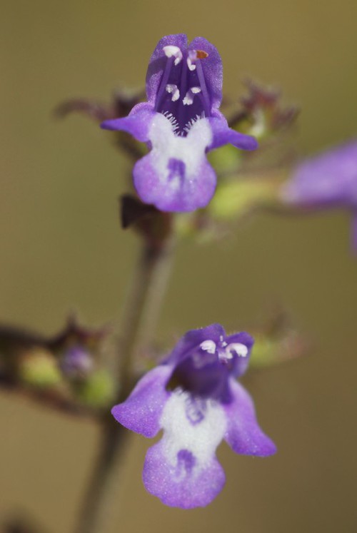 détail fleur