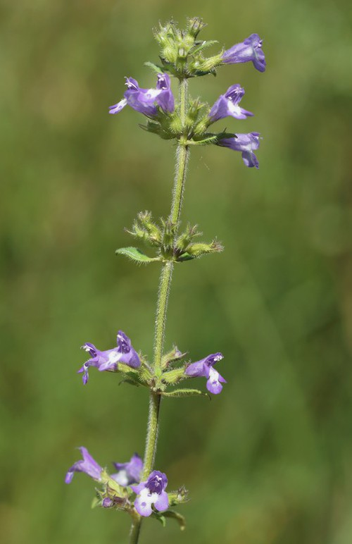 inflorescence