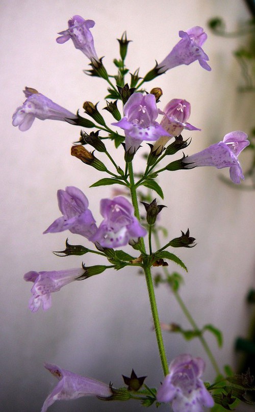 Fleurs hermaphrodites