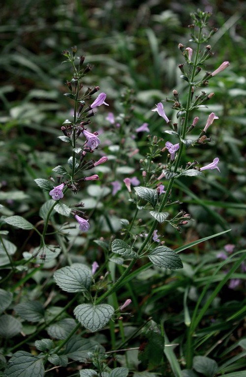 Clinopodium nepeta