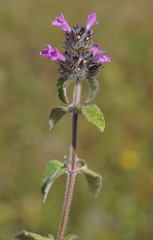 Clinopodium vulgare