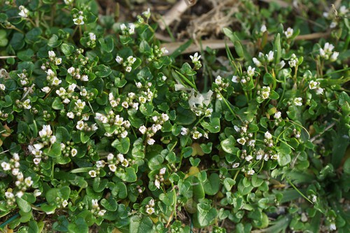 Cochlearia danica