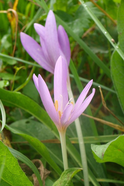 Plante entière
