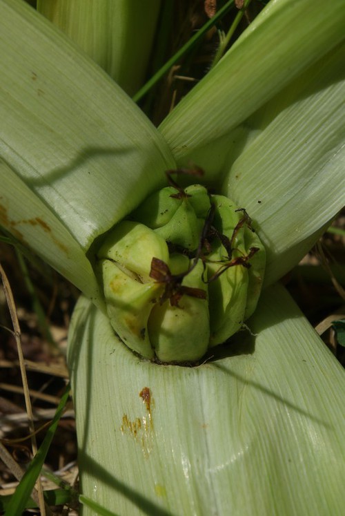 détail fruit