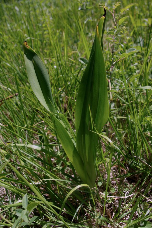 feuille