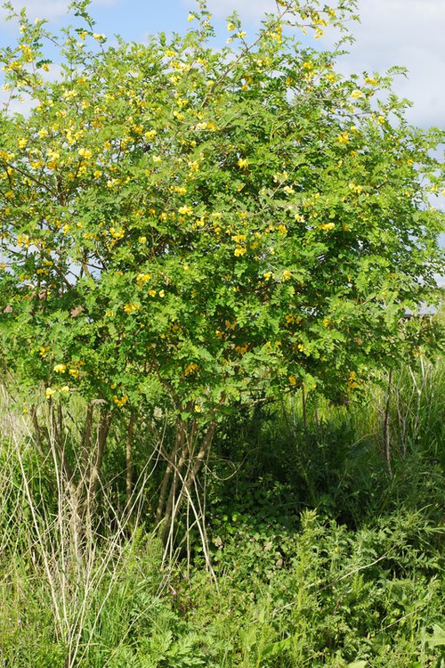 Colutea arborescens