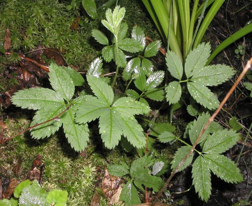 feuille
