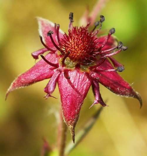 fleur