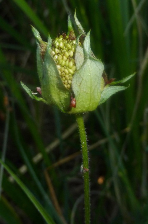 fruit