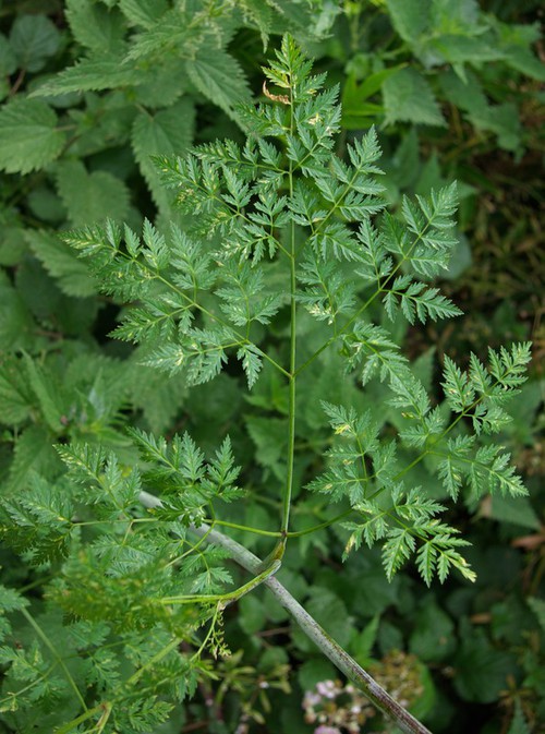 feuille