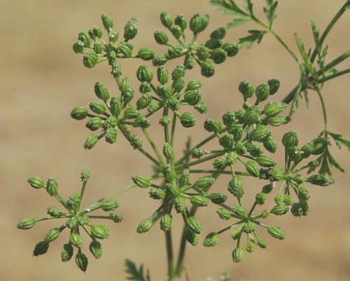 fruit