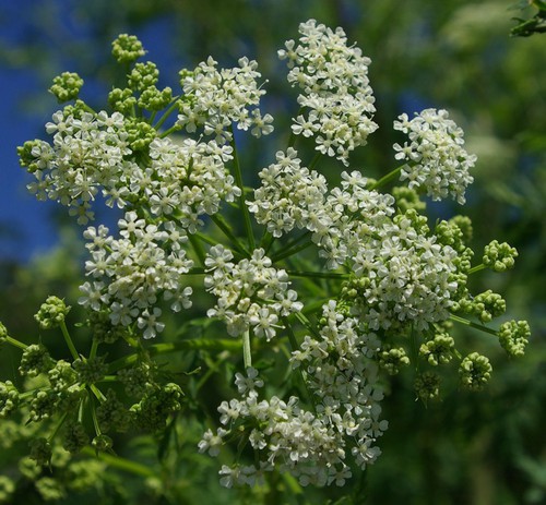 inflorescence