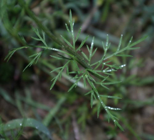 feuille