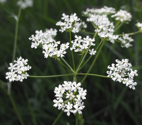 inflorescence