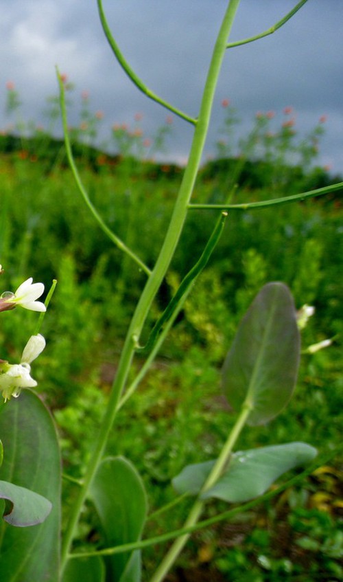 fruit