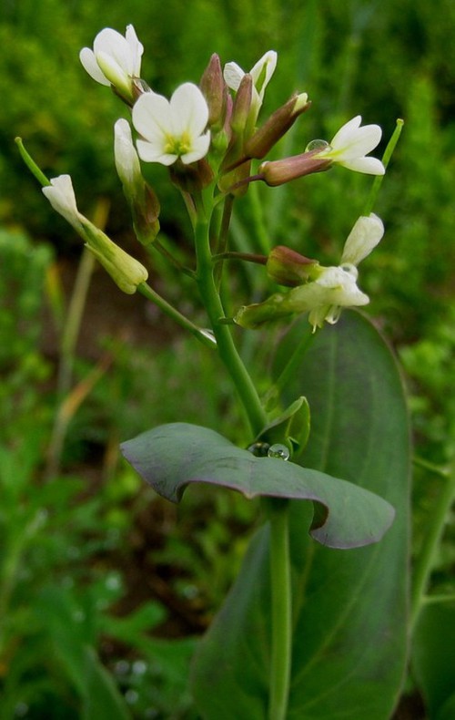 inflorescence