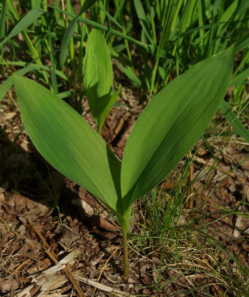 feuille