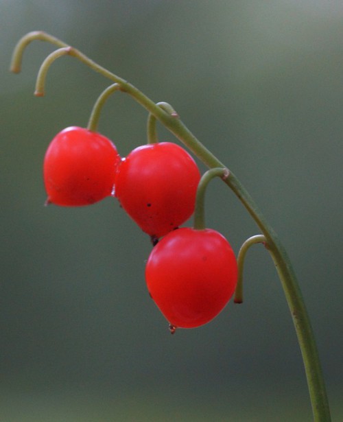 fruit