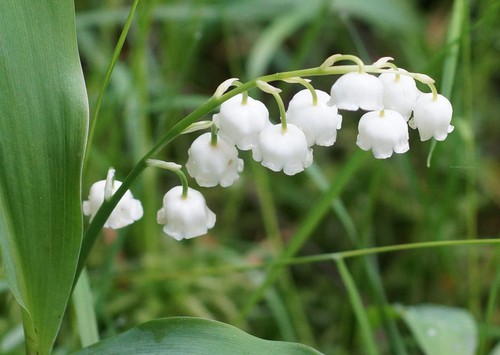 inflorescence