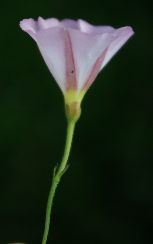 bractées