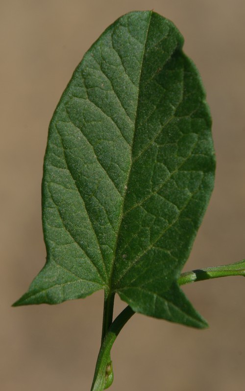 feuille