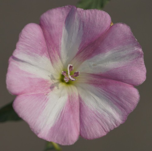 fleur