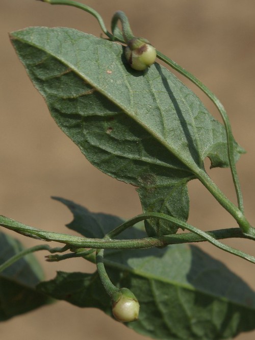 fruit