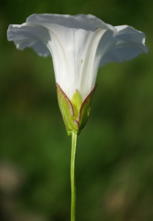 bractées