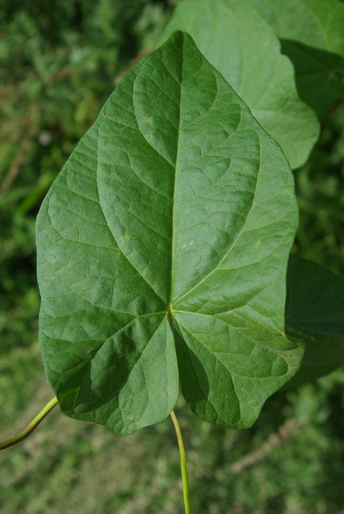 feuille
