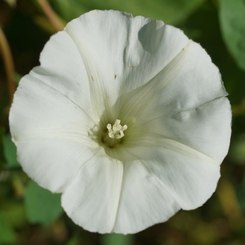 fleur