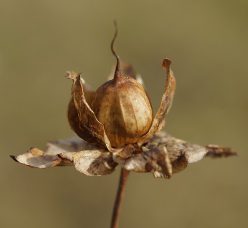 fruit