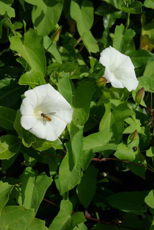 Plante entière