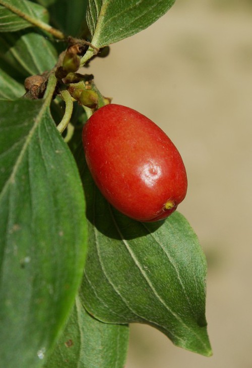fruit