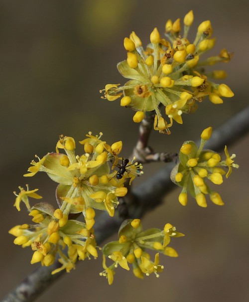 inflorescence