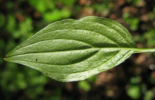 revers feuille