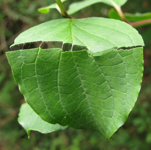 coupe feuille