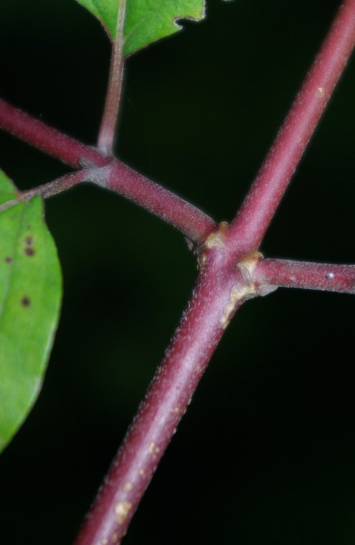 détail rameaux