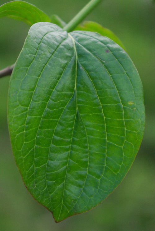 feuille