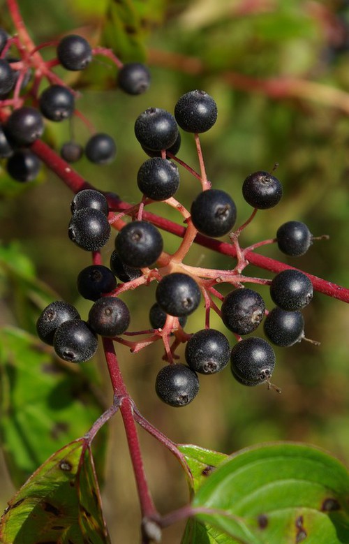 fruit