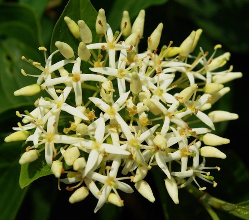 inflorescence