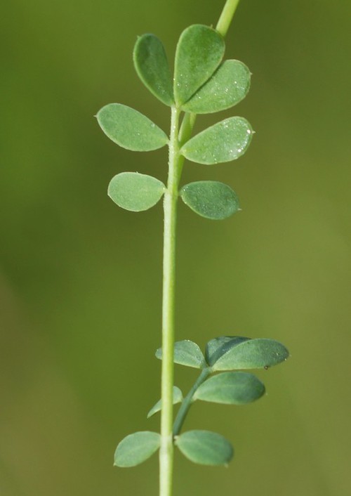 détail feuilles