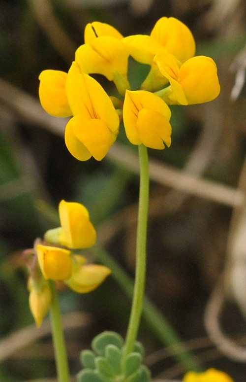 inflorescence
