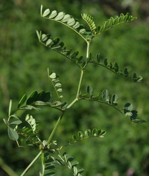 feuille