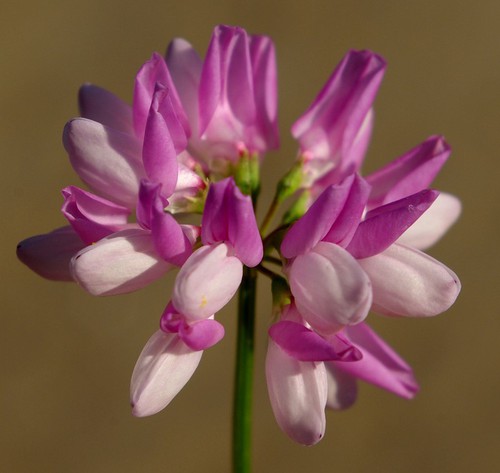 inflorescence