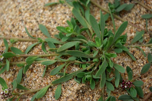 feuille