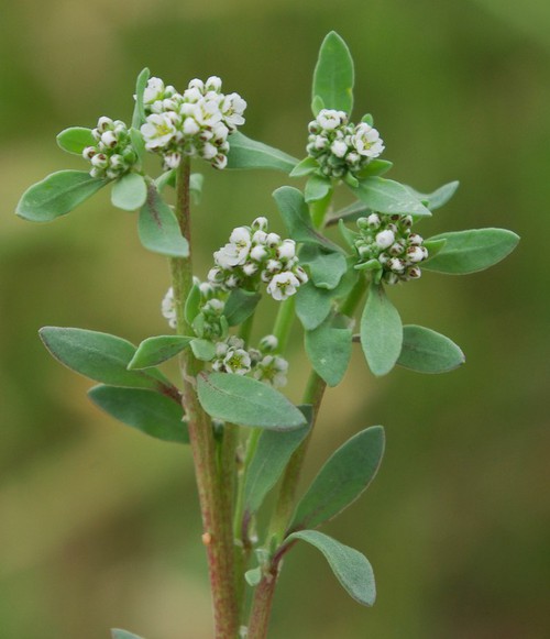 inflorescence