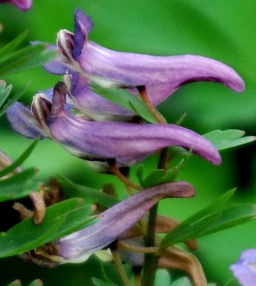détail fleur