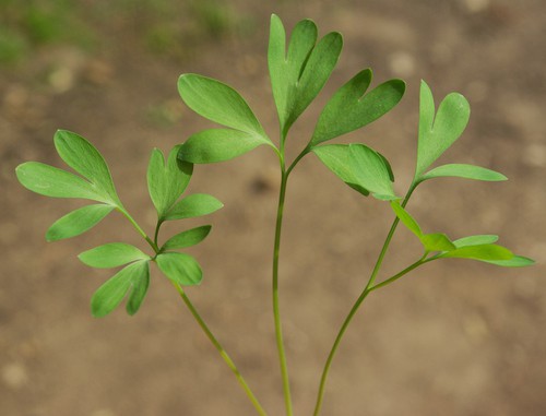 feuille