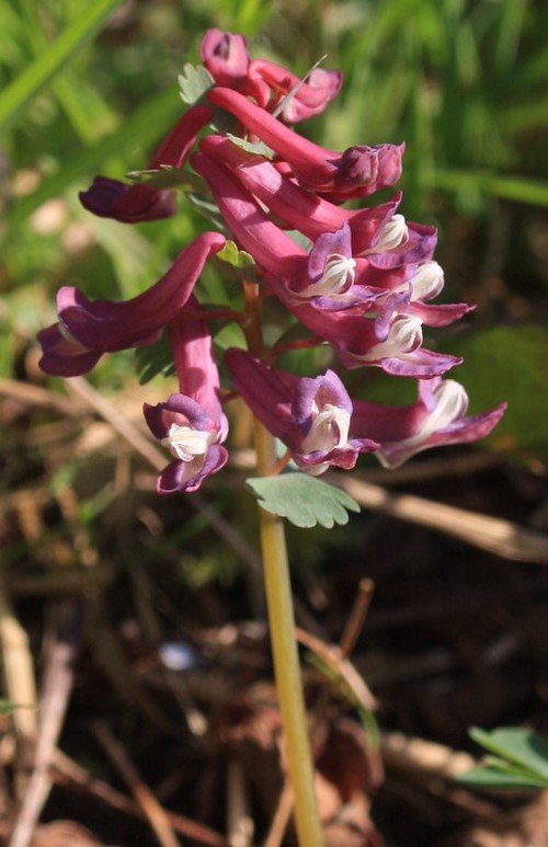 inflorescence